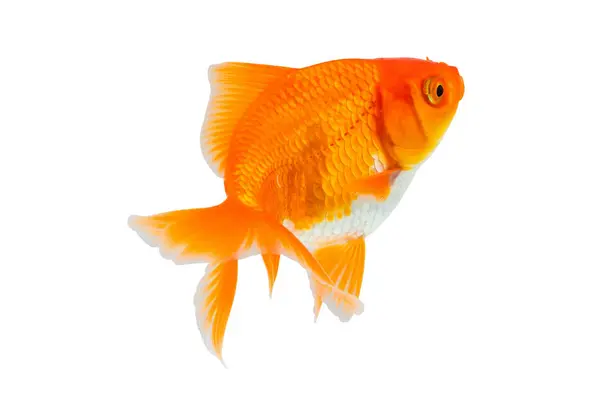 Oranda Goldfish Isolated White Background Close Royalty Free Stock Photos