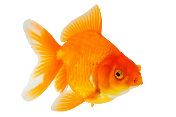 Oranda Goldfish Aislado Sobre Fondo Blanco Cerca Fotos de stock