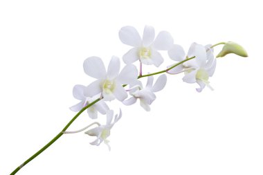 Beyaz arkaplanda izole edilmiş güzel beyaz orkide çiçeği