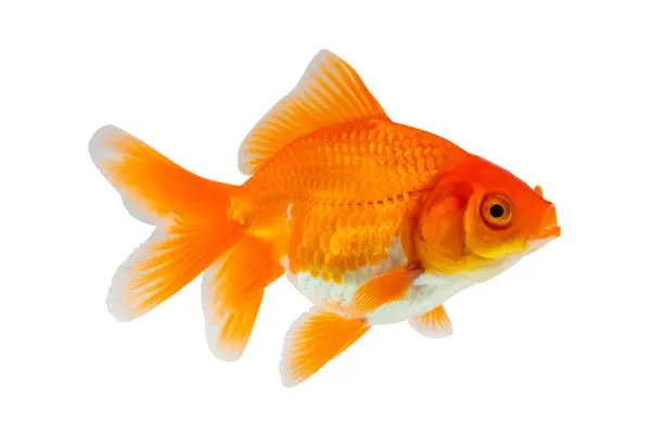 Oranda Goldfish Isolated White Background Close Stock Image
