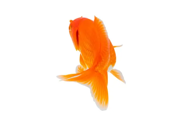 Oranda Goldfish Aislado Sobre Fondo Blanco Cerca Imagen De Stock
