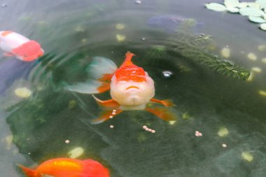 Akvaryum balık havuzunda Japon balığı. Yaklaş.