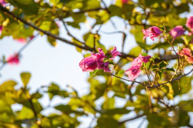 Bulanık yapraklı pembe bougainvillea çiçekleri