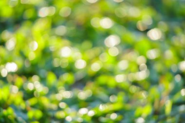 Bokeh ışık arkaplan ile soyut bulanık doğal yeşil çimen dokusu