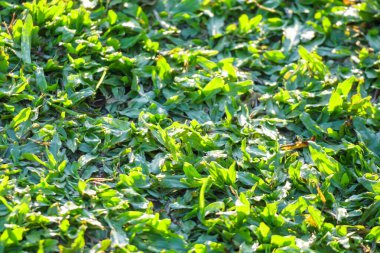 Doğal yeşil çimen dokusu yakın plan