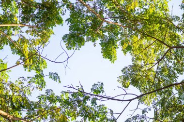 Ağaç dalı arka planında doğal yeşil ağaç yaprakları