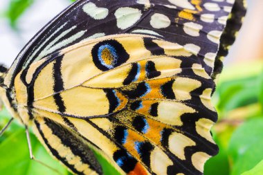 Kelebek kanat yüzey şablonu arkaplanının renkli dokusunu kapat