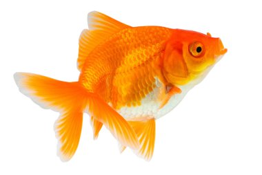 Oranda Japon Balığı beyaz arka planda izole edilmiş. Yakın plan.