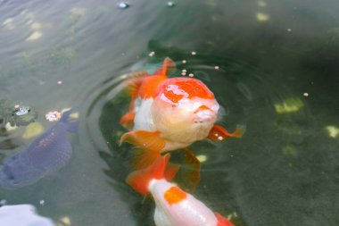 Akvaryum balık havuzunda Japon balığı. Yaklaş.