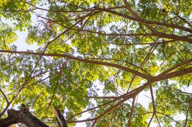 Ağaç dalı arka planında doğal yeşil ağaç yaprakları