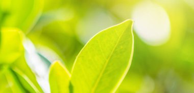 Bahçede bokeh arka planlı doğal bitki yeşili yaprak