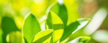 Bahçede bokeh arka planlı doğal bitki yeşili yaprak