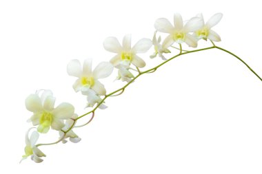 Beyaz arkaplanda izole edilmiş güzel beyaz orkide çiçeği