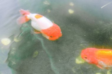 Akvaryum balık havuzunda Japon balığı. Yaklaş.