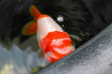 Akvaryum balık havuzunda Japon balığı. Yaklaş.