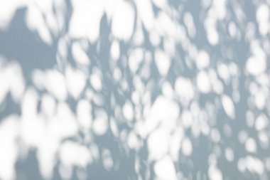 Soyut doğal ağaç beyaz duvar arkaplanında gölge bırakır