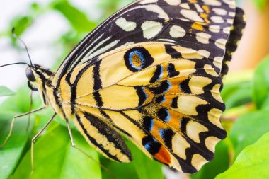 Sarı kelebeğe yaklaş