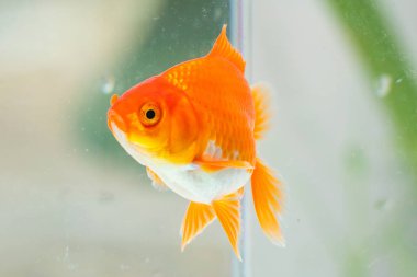 Akvaryum akvaryumundaki Oranda akvaryumu. Yaklaş.