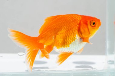 Akvaryum akvaryumundaki Oranda akvaryumu. Yaklaş.