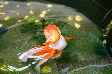 Akvaryum balık havuzunda Japon balığı. Yaklaş.