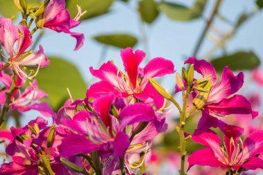 Pembe Bauhinia çiçeği ağaçta çiçek açıyor.