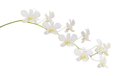 Beyaz arkaplanda izole edilmiş güzel beyaz orkide çiçeği