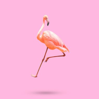 Pembe arka planda izole edilmiş güzel flamingo kuşu.