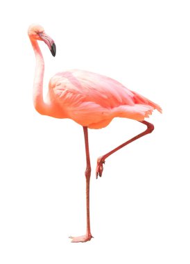 Güzel flamingo kuş durağı beyaz arka planda izole edilmiş bir bacak üzerinde
