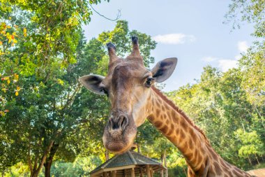 Zürafa uzun boyunlu, yeşil ağaç zeminli safari hayvanı
