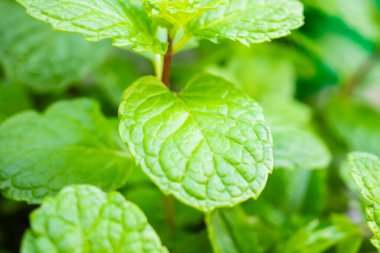 Bahçede taze yeşil naneli bitki var.