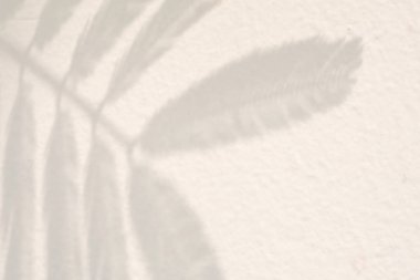 Soyut doğal ağaç beyaz duvar arkaplanında gölge bırakır