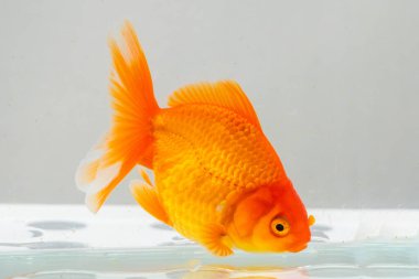 Akvaryum akvaryumundaki Oranda akvaryumu. Yaklaş.