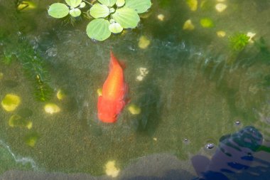 Akvaryum balık havuzunda Japon balığı. Yaklaş.