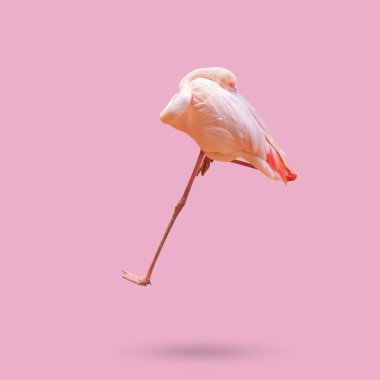 Pembe arka planda izole edilmiş güzel flamingo kuşu.