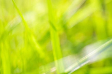 Bahçedeki yeşil çimen yaprağı bulanık arkaplan