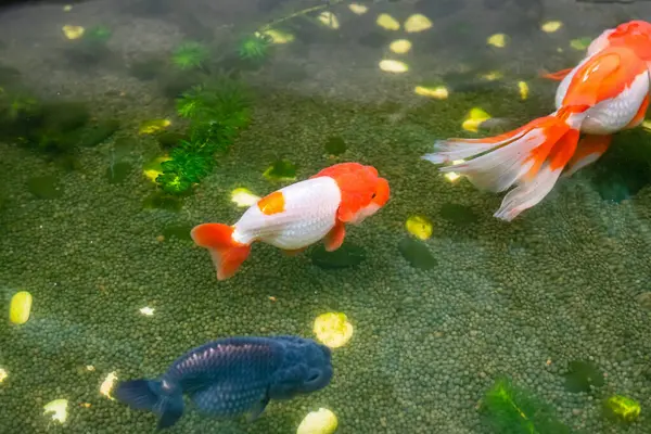 stock image Goldfish in aquarium fish pond close up