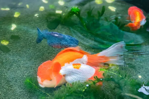 Stock image Goldfish in aquarium fish pond close up