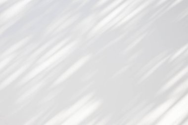 Soyut doğal ağaç beyaz duvar arkaplanında gölge bırakır