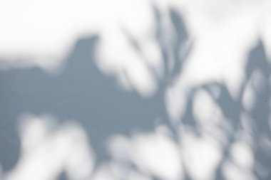 Soyut doğal ağaç beyaz duvar arkaplanında gölge bırakır