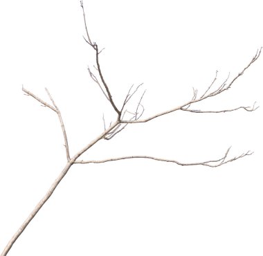 Beyaz arka plan üzerinde izole kuru ağaç dalları