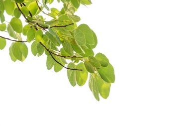 Ağaç dalındaki yeşil yapraklar beyaz arkaplanda izole edilmiş