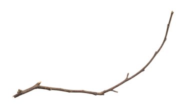 Beyaz arka plan üzerinde izole kuru ağaç dalları