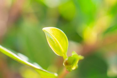 Bahçede bokeh arka planlı doğal bitki yeşili yaprak