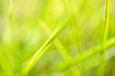 Bahçedeki yeşil çimen yaprağı bulanık arkaplan