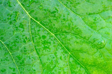 yakın çekim yaprak yeşil doku yüzey arka plan