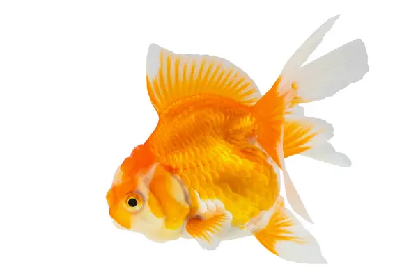 stock image Oranda goldfish isolated on white background close up