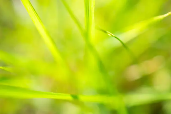 stock image green grass leaf in garden with blur background