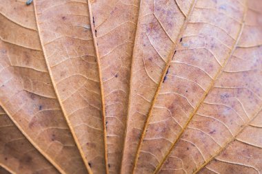kuru kahverengi ağaç yaprağı dokusu yakın arkaplan