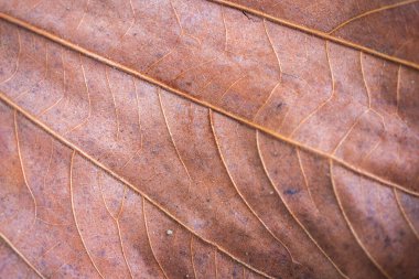 kuru kahverengi ağaç yaprağı dokusu yakın arkaplan