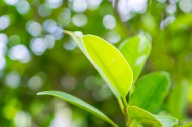 Bahçede bokeh arka planlı doğal bitki yeşili yaprak